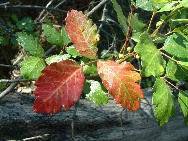 hot Pacific Poison Oak grows poison oak pictures on skin. hot Pacific Poison Oak grows