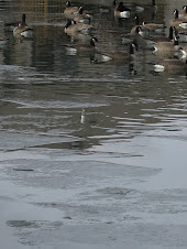 Geese Swmming with Broken Ice