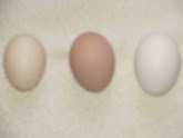 comparision of eggs