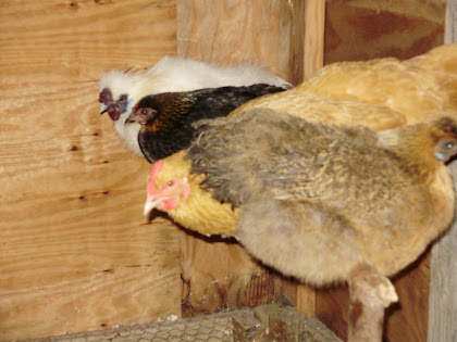 chickens on roost