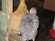 barred rock