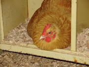 Chickzilla fixing to lay an egg