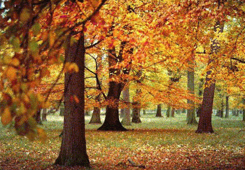 [bosc_preview.gif]