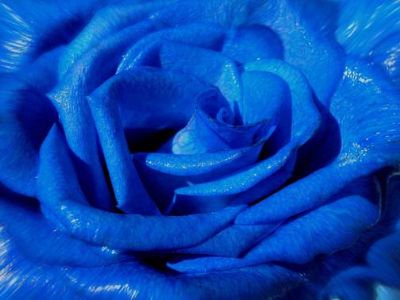 blue rose