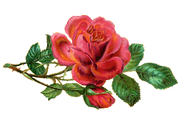 Fondos Pantalla Mucho Gifs Flores
