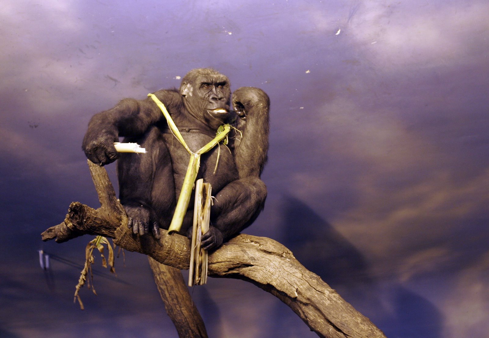 [monkey.JPG]