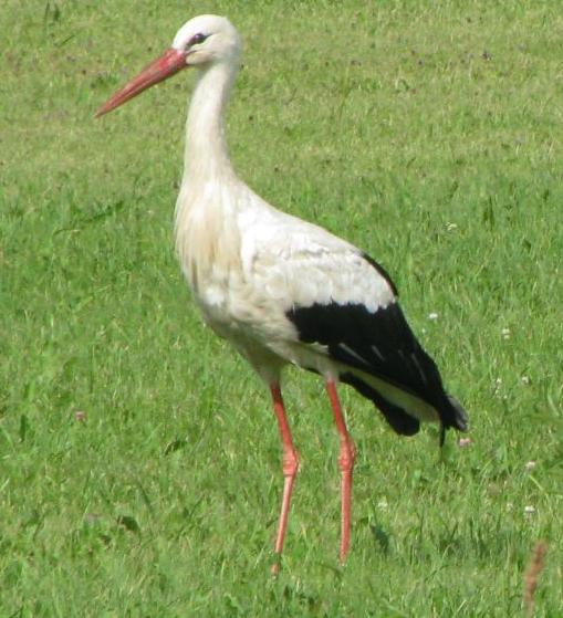 Eestis tavaline Kurg