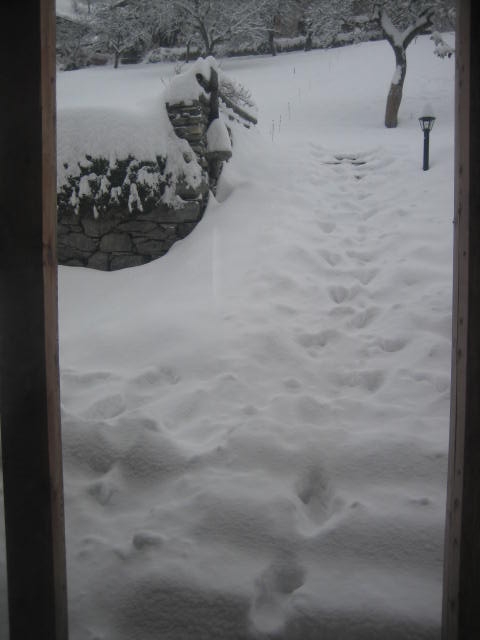 [premiere+neige+novembre.JPG]