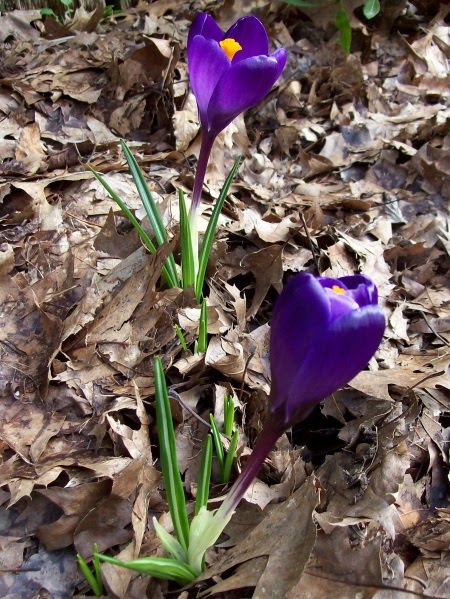 [large+purple+crocus.jpg]