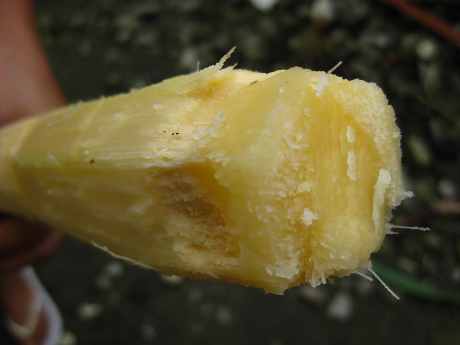 Cook this Recipe Eating Sugarcane