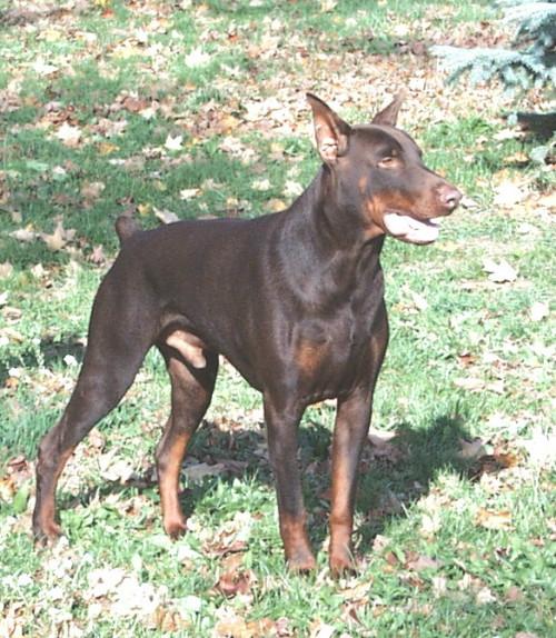 Sri Lankan Dog Lovers Picture Gallery 1