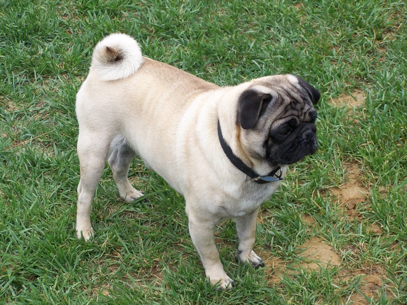 Sri Lankan Dog Lovers Picture Gallery 3