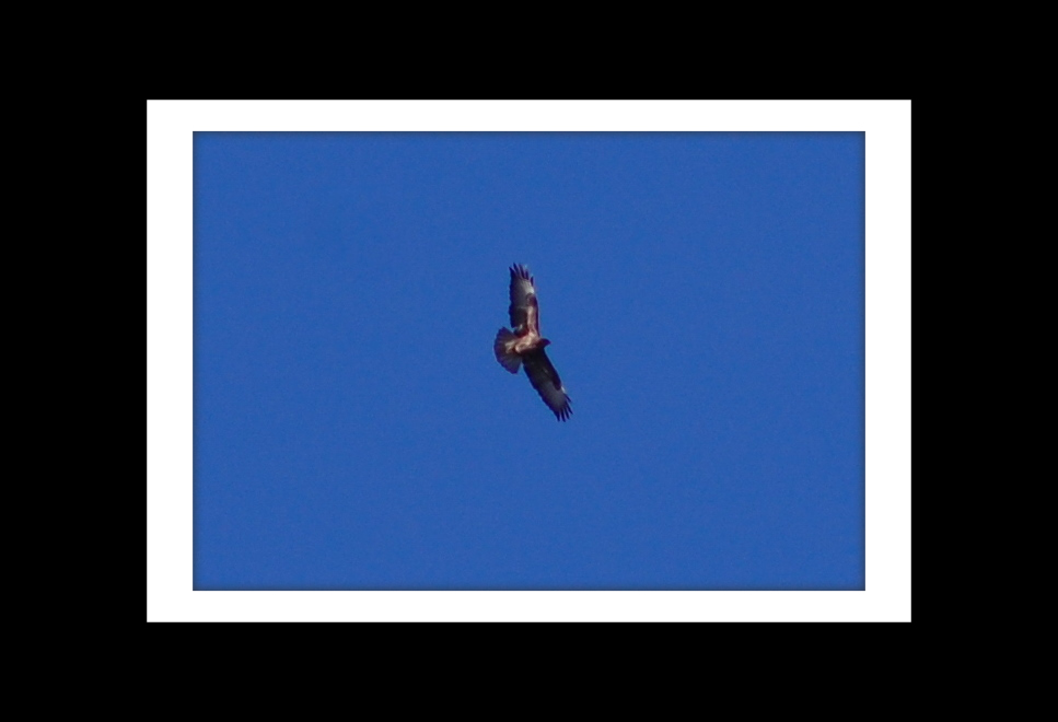 [Eagle.jpg]