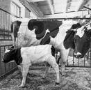 заболевание и лечение крупного рогатого скота