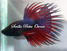 Crowntail