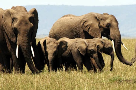 Indo Knowledge Centre: Gajah