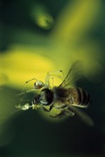 [macrografias220.jpg]