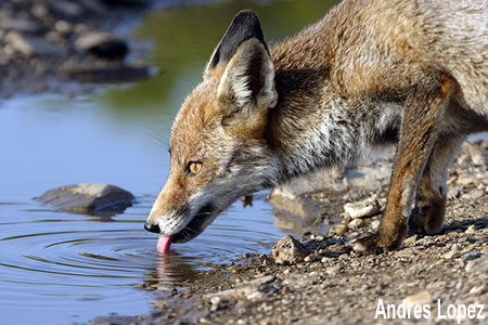 [Zorro_Andres_Lopez.jpg]