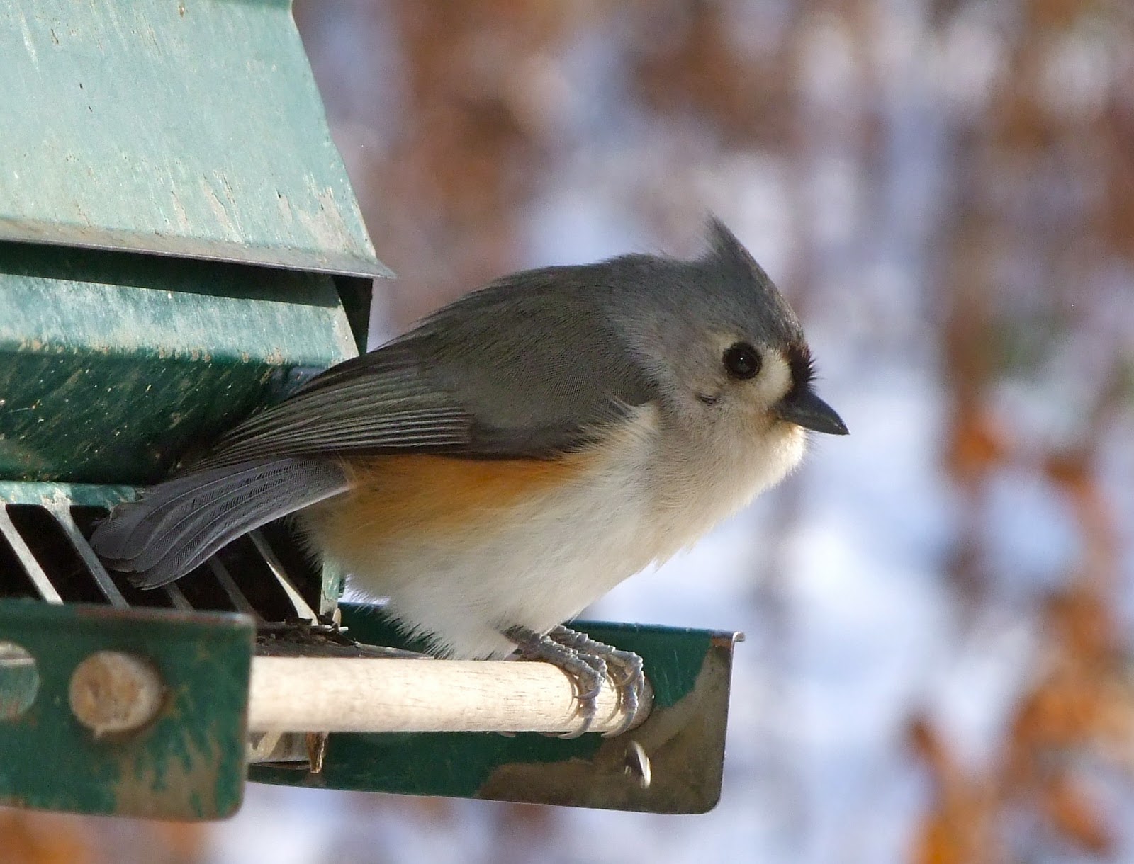 South Eastern Connecticut Landscaping » Blog Archive Winter's For The