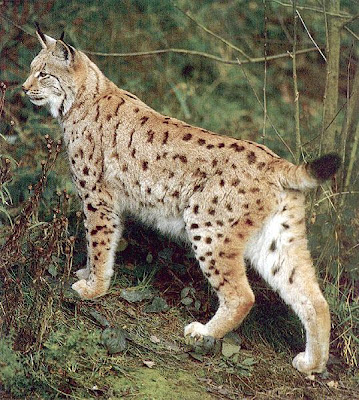 Eurasian Lynxes