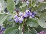 Missouri Blueberries