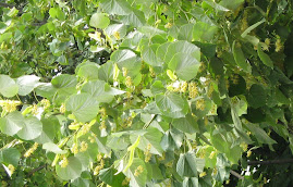 Linden tree blossoms