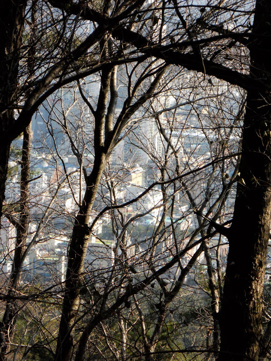 Too many trees for a clear photo of Busan.