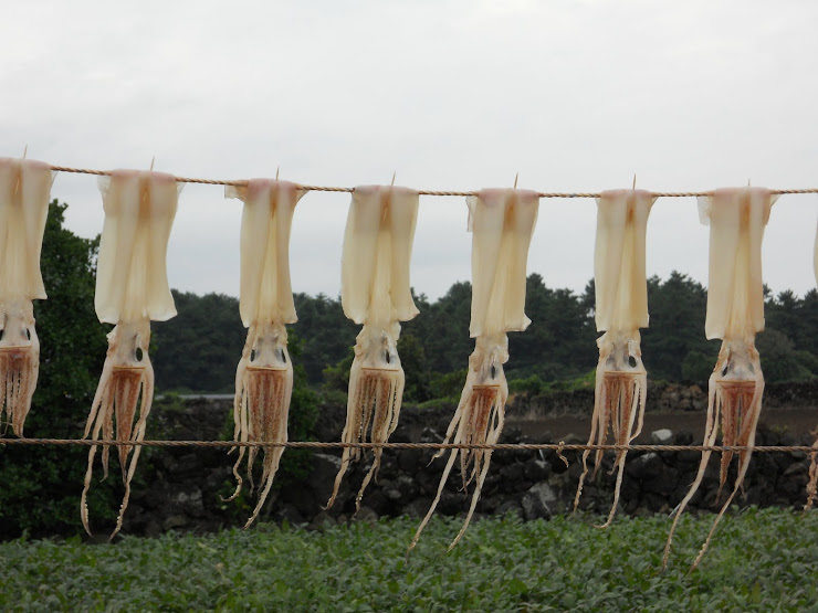 Drying squid . . . a delicious snack! (So they say!)