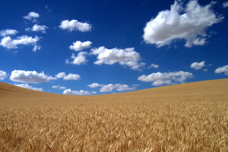 Fields Of Wheat