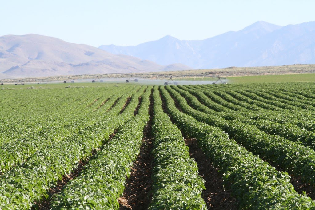 Grasmick Produce is a family owned & operated fresh produce distributor