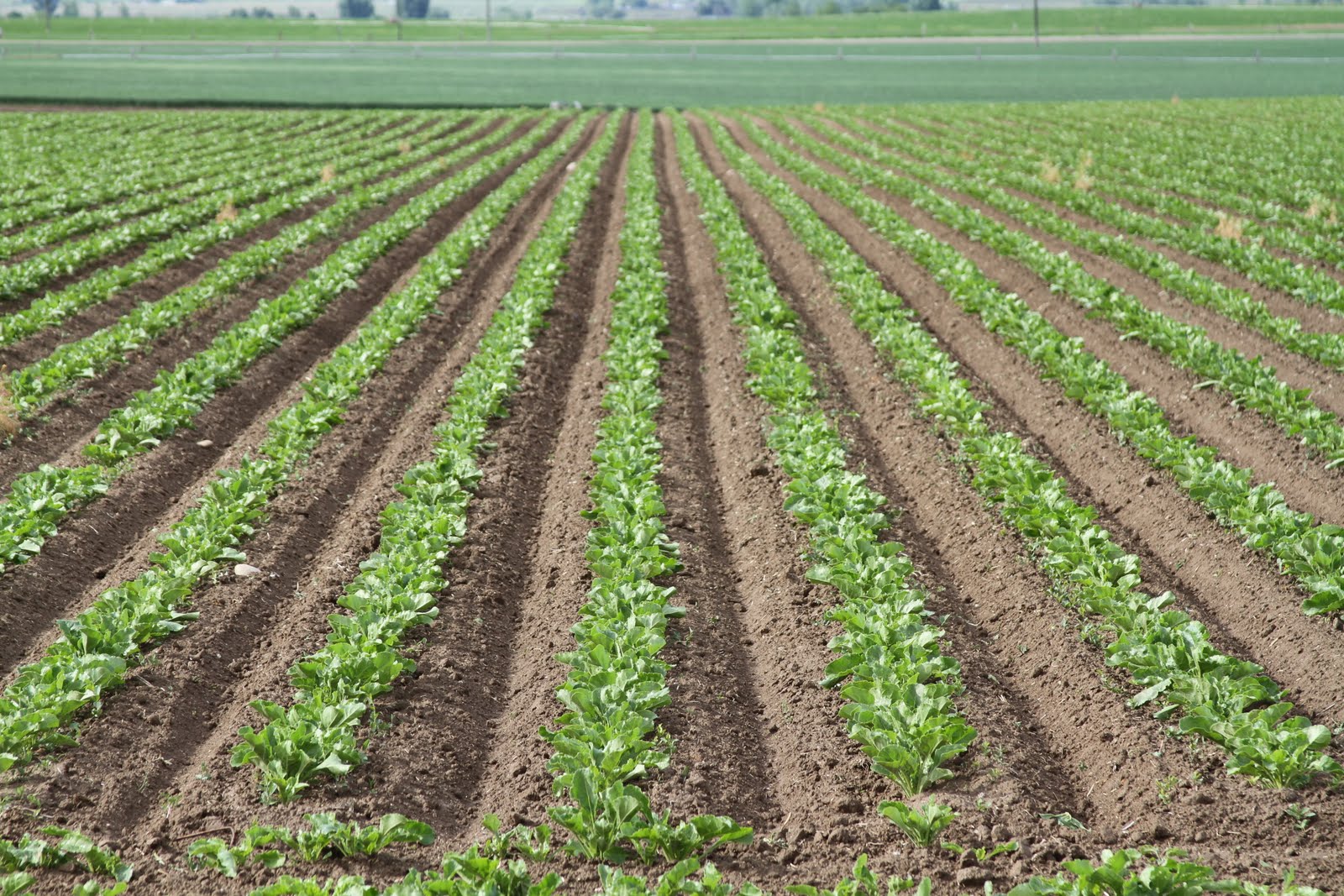 agricultural revolutions agricultural revolutions