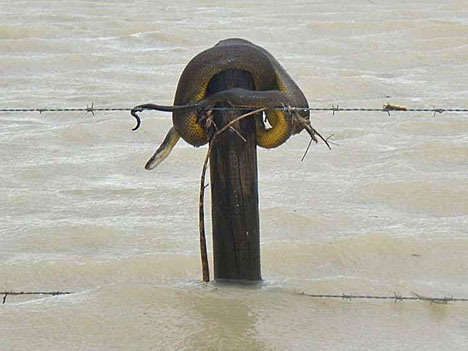 a stranded snake a stranded snake