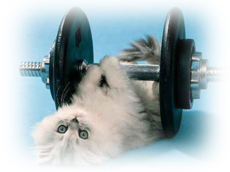 cat-exercise