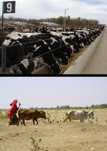 [Cattle.bmp]