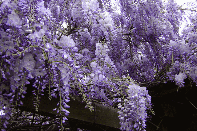 En el jardin: dos recomendadas para pérgolas....