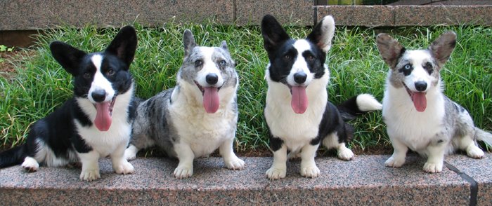 A Four Way Tie For The "Longest Tongue" Award.