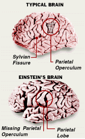 Einstein Brain Capacity