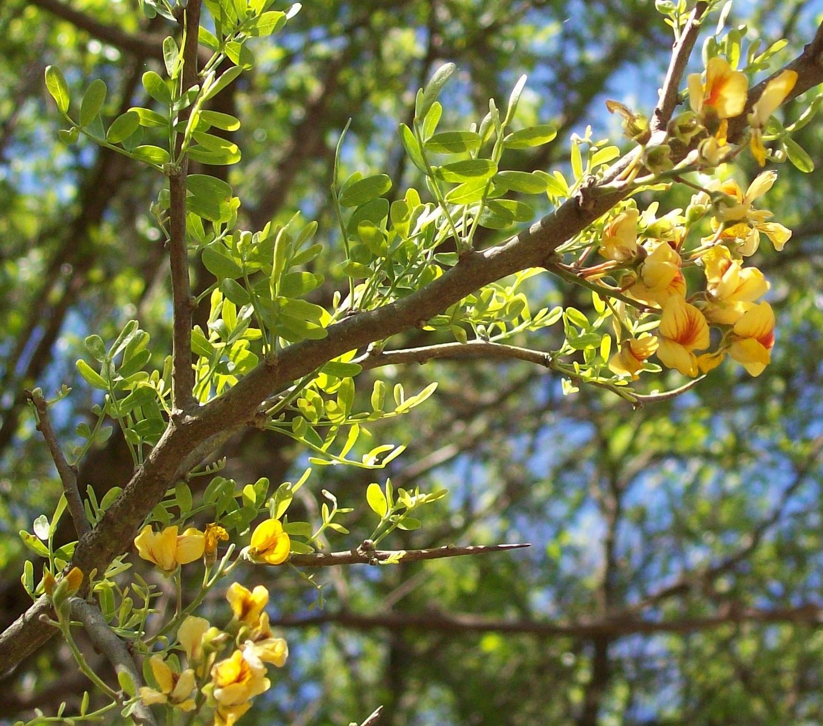 [oct08-CHAÃ‘AR.jpg]