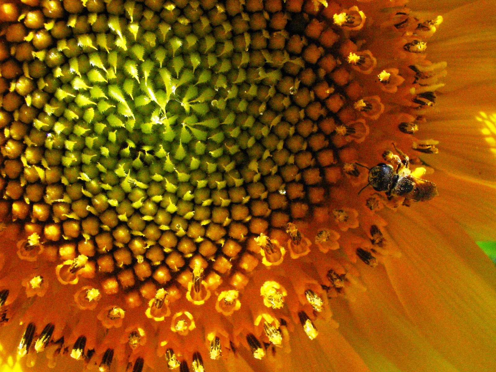 [sunflowerwith+beeladen.JPG]