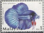 [FightingFish_RM1_1.jpg]