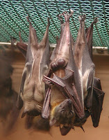 [Bats_sleeping.jpg]