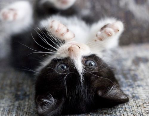 black and white kittens pics