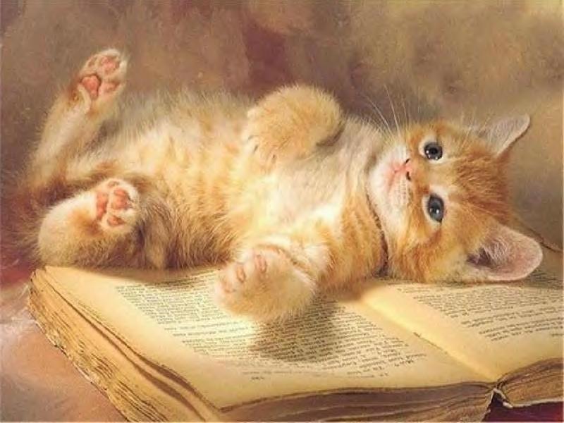IMAGENES DE GATOS TIERNOS imagenes de gatos tiernos: