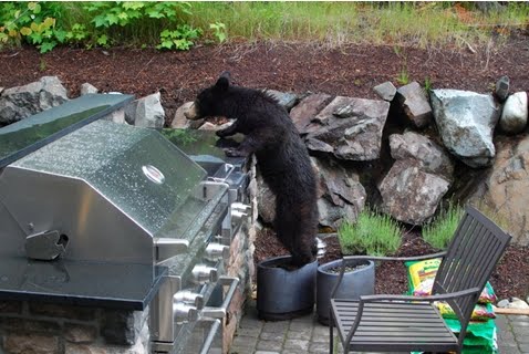 Image result for a bear in the neighborhood