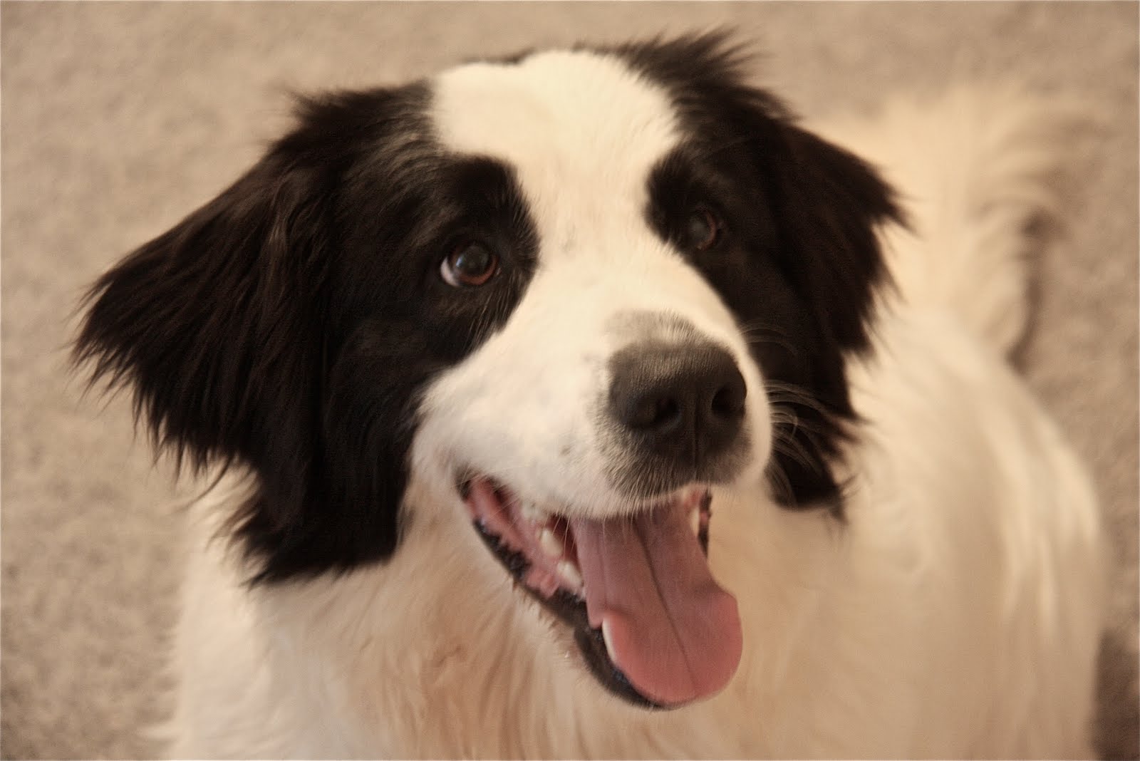 the foster roster bandit great pyrenees/border collie mix