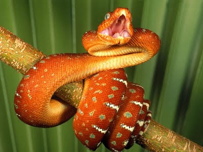 [Colorful-Snakes+(2).jpg]