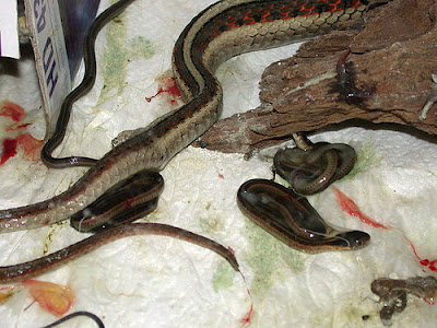 ஒரு பாம்பு தன் குட்டியை ஈனும் காட்சிகள் - அரிய படங்கள் Birth-Snake+%286%29