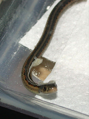 ஒரு பாம்பு தன் குட்டியை ஈனும் காட்சிகள் - அரிய படங்கள் Birth-Snake+%2811%29