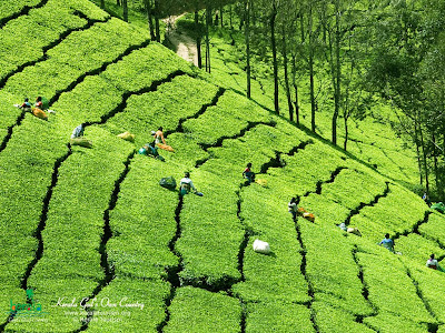 அழகிய காட்சிகள். - Page 3 Kerala-Nature+(8)