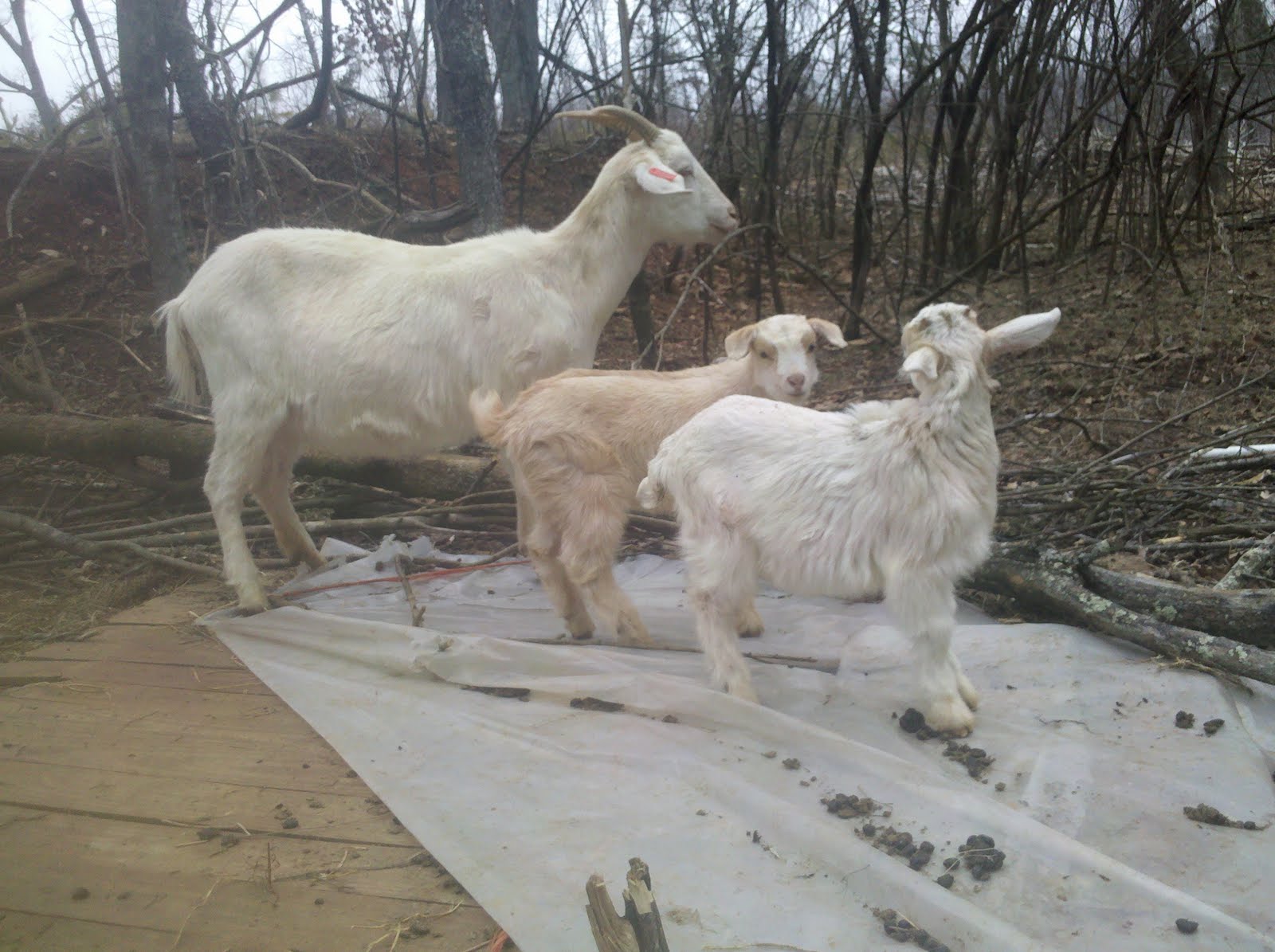 Generation Farm Kiko Goats Just a few baby pictures